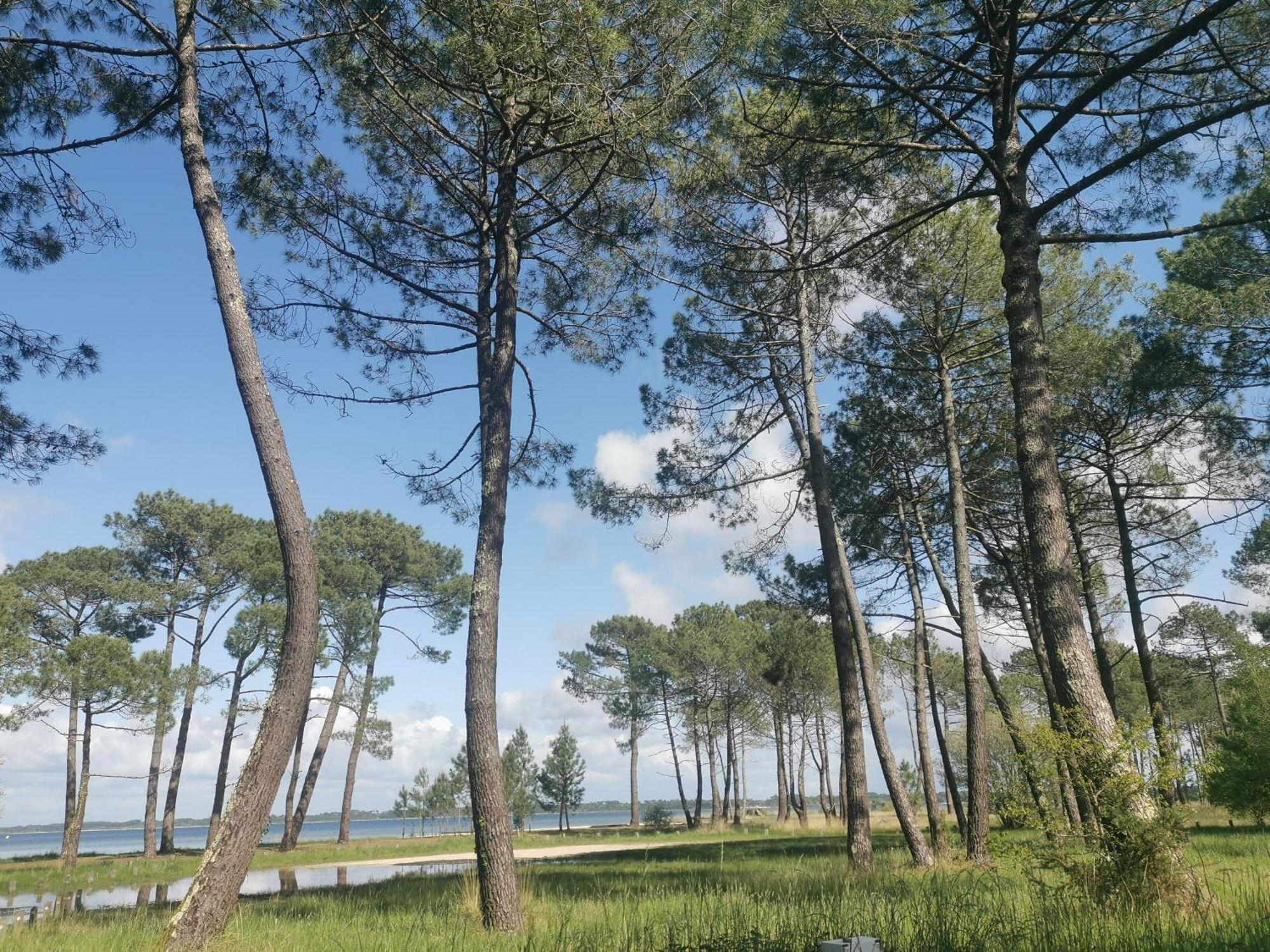 Appartements Au Coeur Du Golf, Proche Du Lac Et Velodyssee Biscarrosse Exterior photo